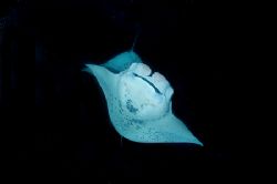 Manta @ night by Andy Lerner 